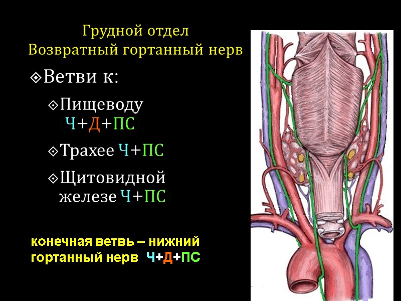 Грудной отдел  Возвратный гортанный нерв Ветви к:  Пищеводу (Ч+Д+ПС), Трахее Ч+ПС) Щитовидной
